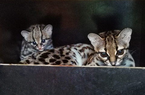 margay foto Šárka Kyselová